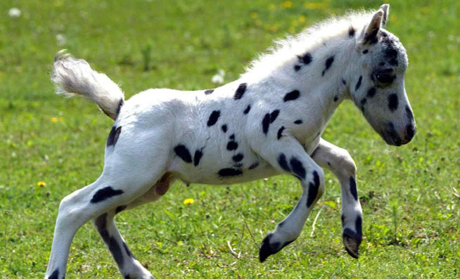 Falabella Ponitouhut fi